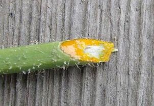 Pros and cons of removing warts with celandine juice