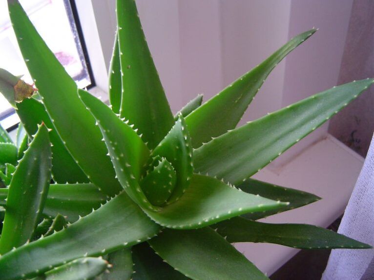 aloe and kalanchoe against warts
